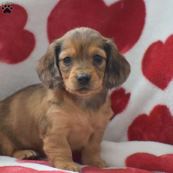 Zara-Mini, Dachshund Puppy