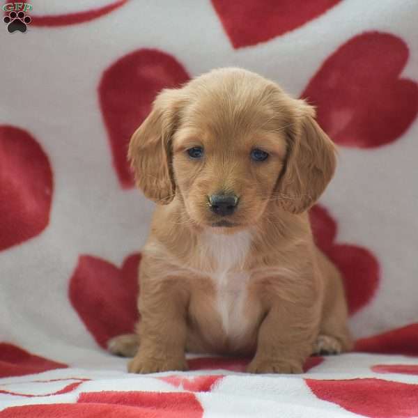 Zaylee-Mini, Dachshund Puppy