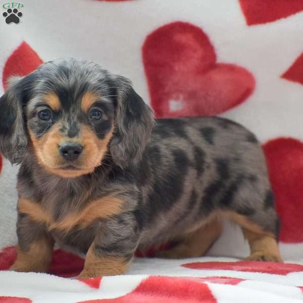 Zelda-Mini, Dachshund Puppy