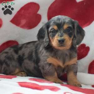 Zelda-Mini, Dachshund Puppy