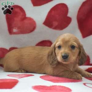 Zeke-Mini, Dachshund Puppy