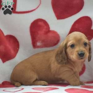 Zeke-Mini, Dachshund Puppy