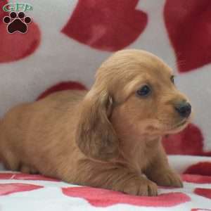 Zeke-Mini, Dachshund Puppy