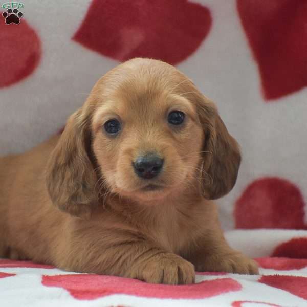 Zeke-Mini, Dachshund Puppy