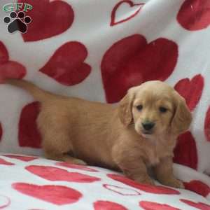 Zeus-Mini, Dachshund Puppy