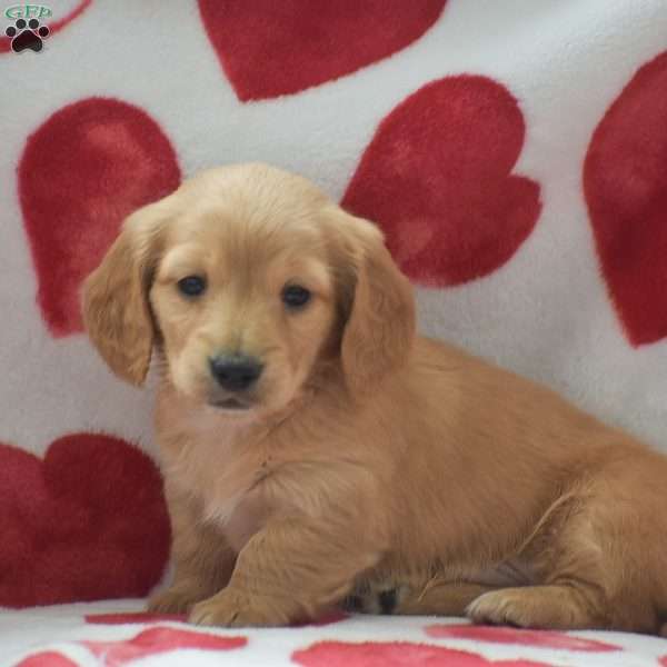 Zeus-Mini, Dachshund Puppy