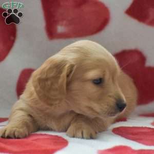 Zeus-Mini, Dachshund Puppy