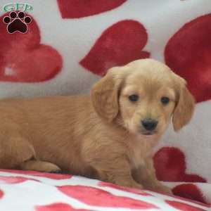 Zeus-Mini, Dachshund Puppy