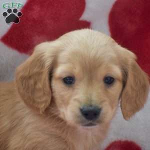 Zeus-Mini, Dachshund Puppy