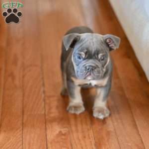 Max, Olde English Bulldogge Puppy