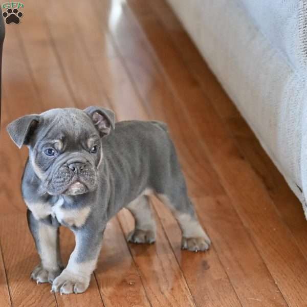 Max, Olde English Bulldogge Puppy