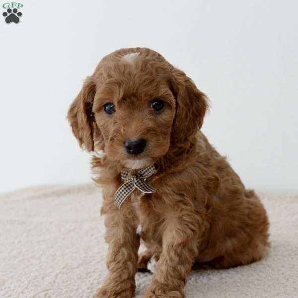 Gingersnap, Mini Goldendoodle Puppy