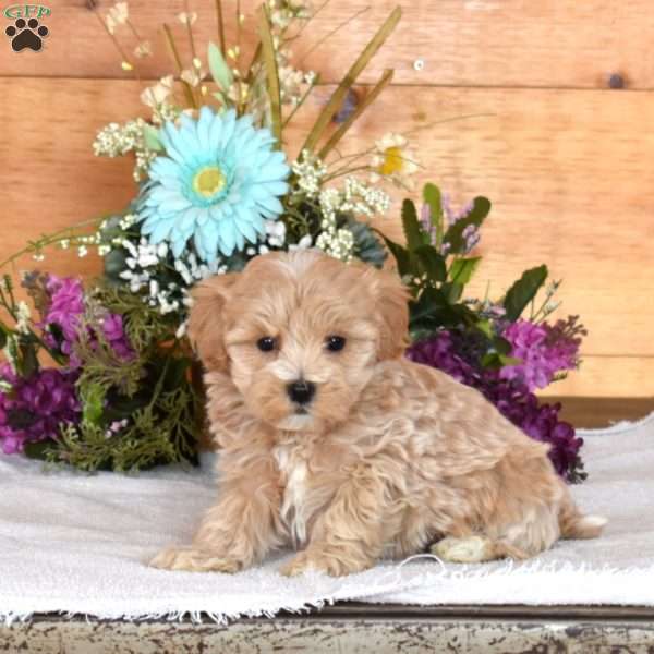 Daffodil, Maltipoo Puppy