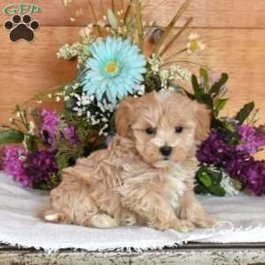 Daffodil, Maltipoo Puppy