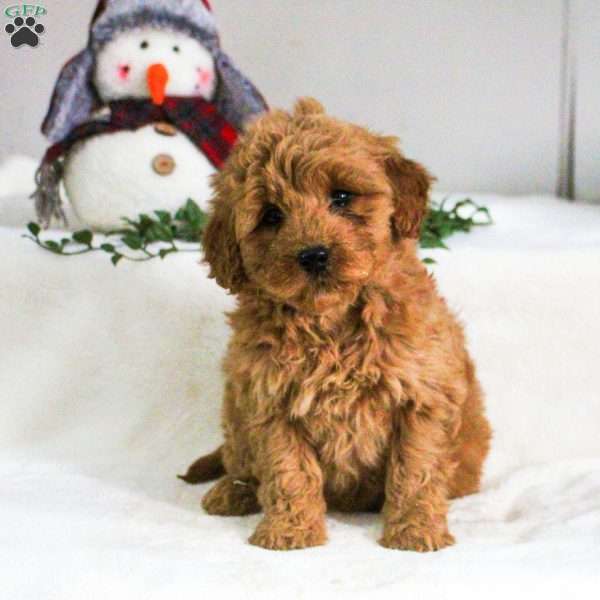 Dahlia, Mini Goldendoodle Puppy