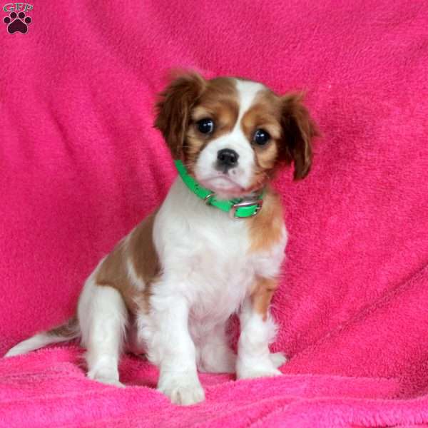Dahlia, Cavalier King Charles Spaniel Puppy