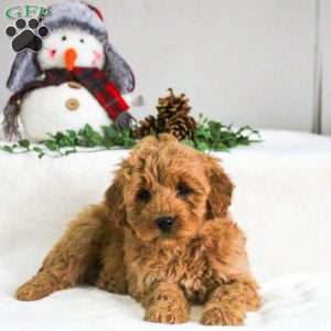 Dahlia, Mini Goldendoodle Puppy