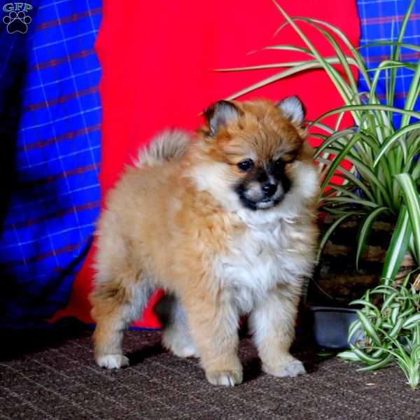 Dahlia, Pomeranian Puppy