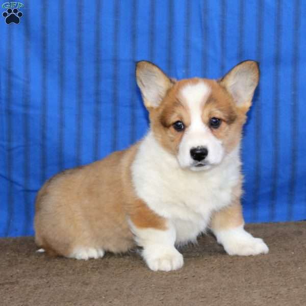 Dahlia, Pembroke Welsh Corgi Puppy