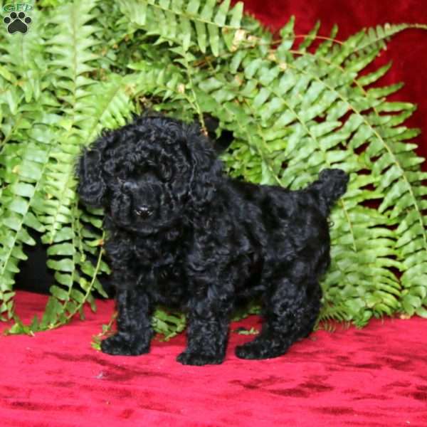 Dahlia, Toy Poodle Puppy
