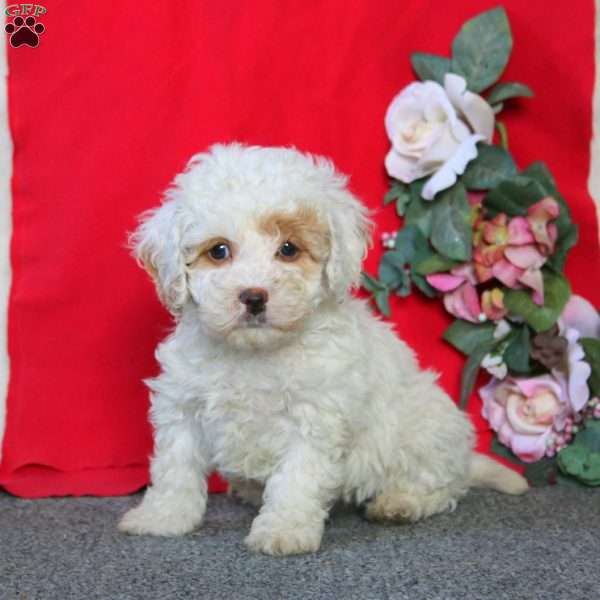 Dahlia, Cockapoo Puppy