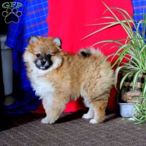 Dahlia, Pomeranian Puppy