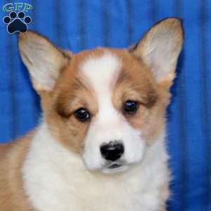 Dahlia, Pembroke Welsh Corgi Puppy