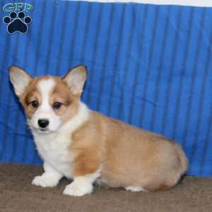 Dahlia, Pembroke Welsh Corgi Puppy