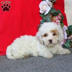Dahlia, Cockapoo Puppy