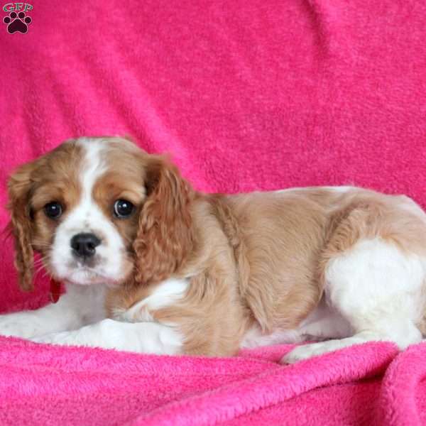 Daissy, Cavalier King Charles Spaniel Puppy