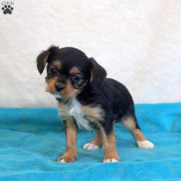 Daisy, Yorkie Mix Puppy