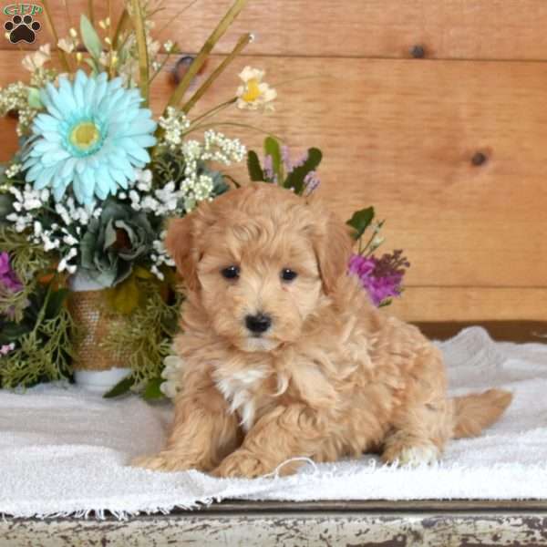 Daisy, Maltipoo Puppy