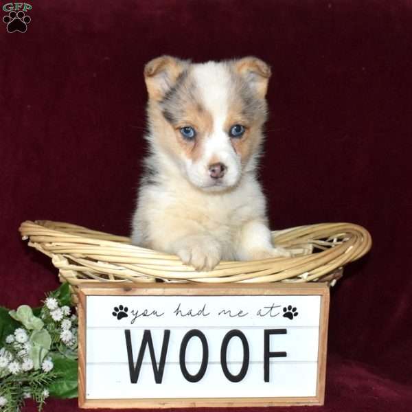 Daisy, Pembroke Welsh Corgi Puppy