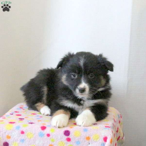 Daisy, Miniature Australian Shepherd Puppy