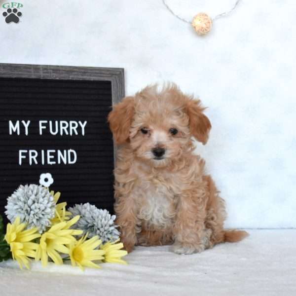 Daisy, Maltipoo Puppy