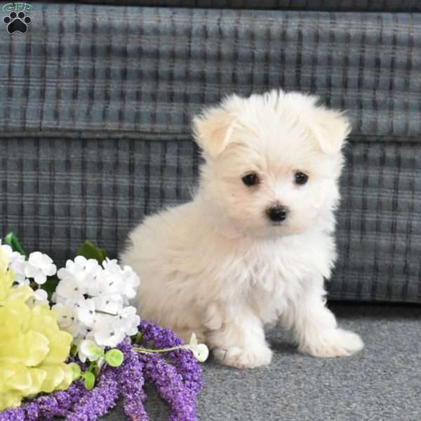 Daisy, Maltese Puppy