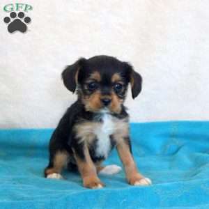 Daisy, Yorkie Mix Puppy