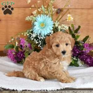 Daisy, Maltipoo Puppy