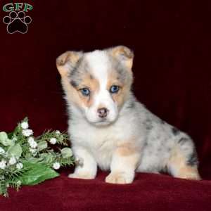 Daisy, Pembroke Welsh Corgi Puppy