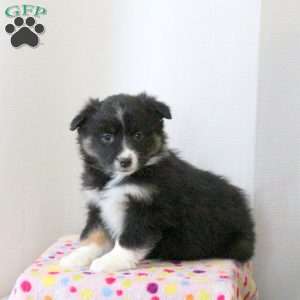 Daisy, Miniature Australian Shepherd Puppy