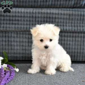 Daisy, Maltese Puppy