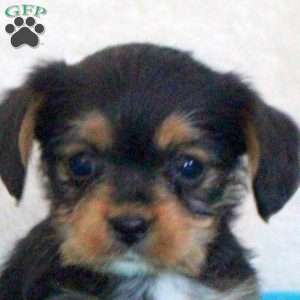 Daisy, Yorkie Mix Puppy