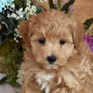 Daisy, Maltipoo Puppy