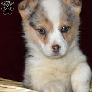 Daisy, Pembroke Welsh Corgi Puppy