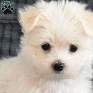 Daisy, Maltese Puppy