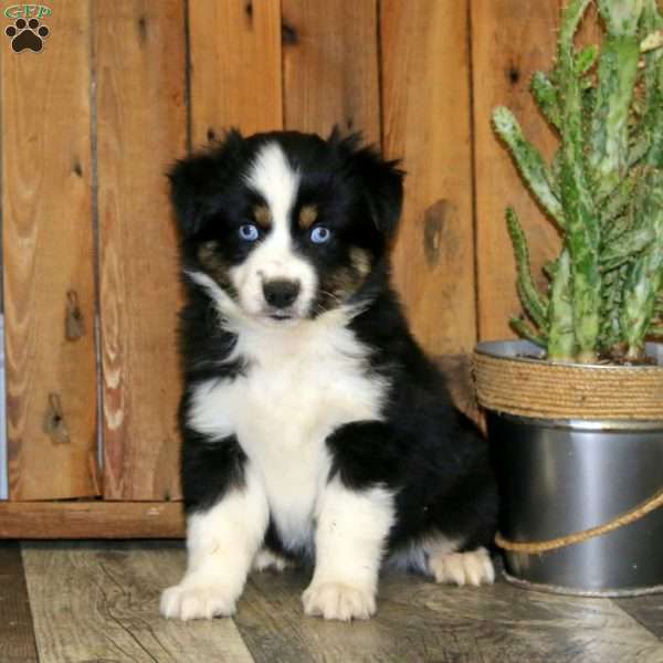 Daisy, Miniature Australian Shepherd Puppy