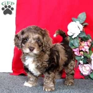 Daisy, Cockapoo Puppy