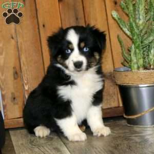 Daisy, Miniature Australian Shepherd Puppy