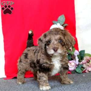 Daisy, Cockapoo Puppy