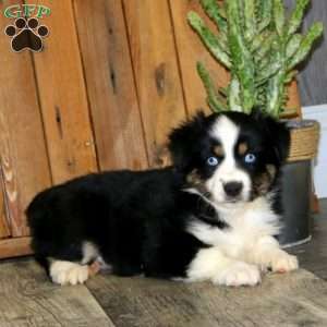 Daisy, Miniature Australian Shepherd Puppy